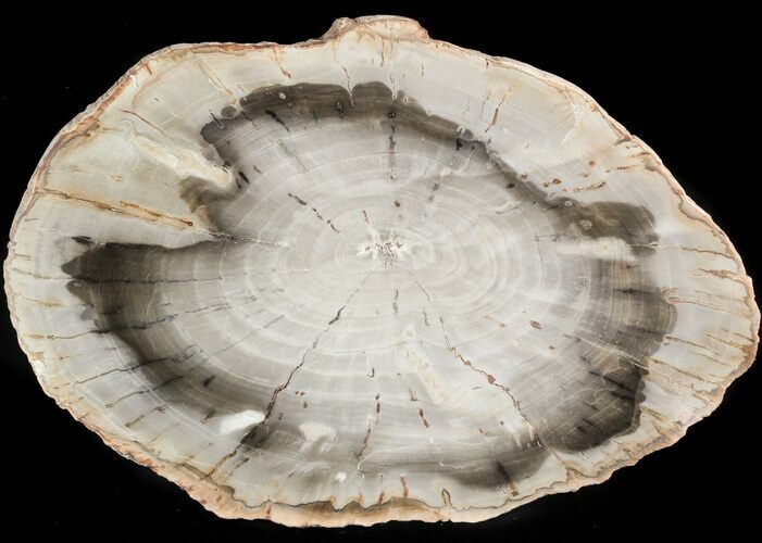 Araucaria Petrified Wood From Madagascar - #47401